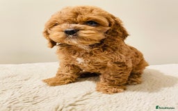 Cockapoo dogs for sale: Toy Yankee doodles American cockapoo - Image 9