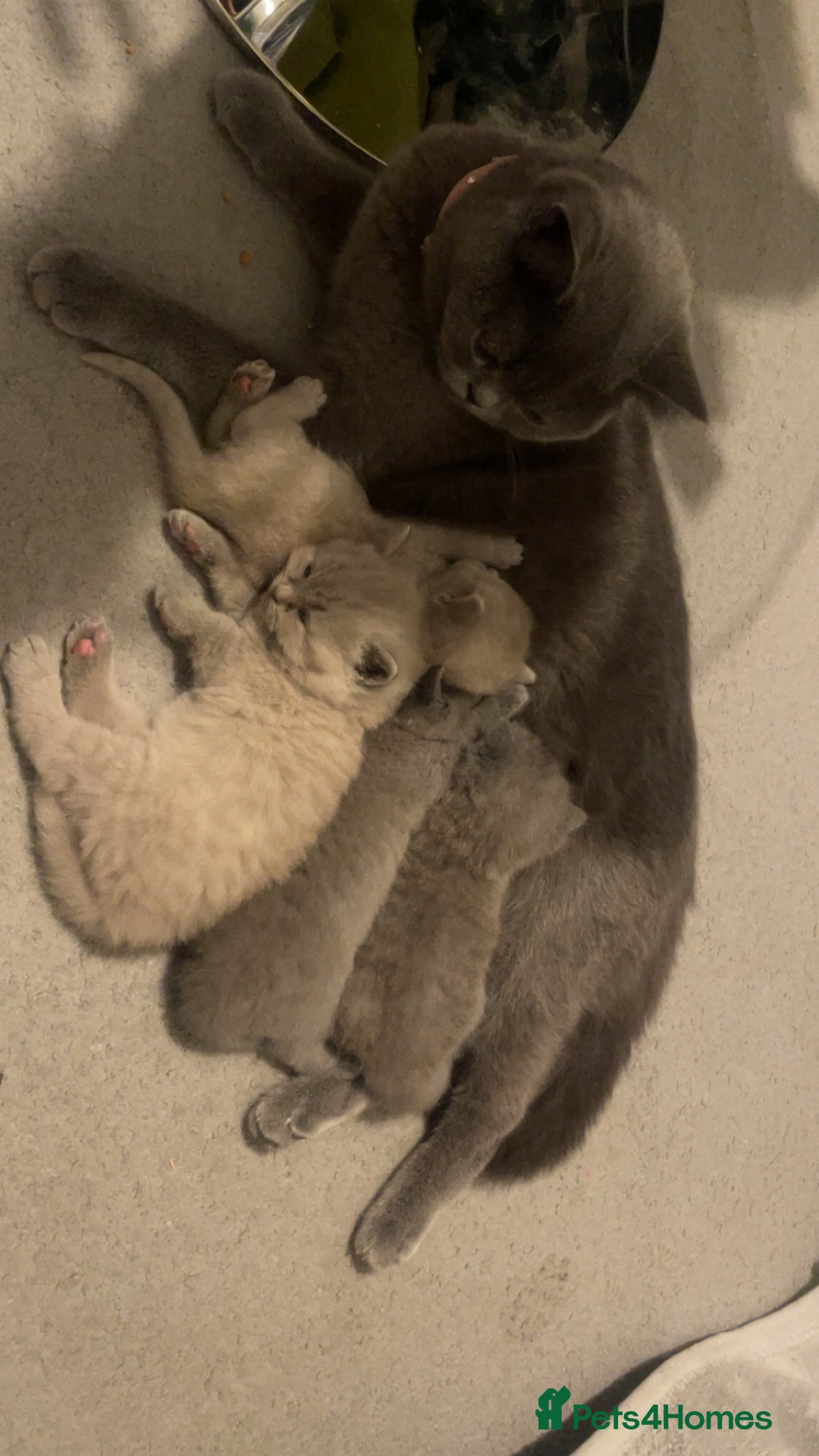 British Shorthair cats for sale:  Pedigree British shorthair kitten - Advert 11