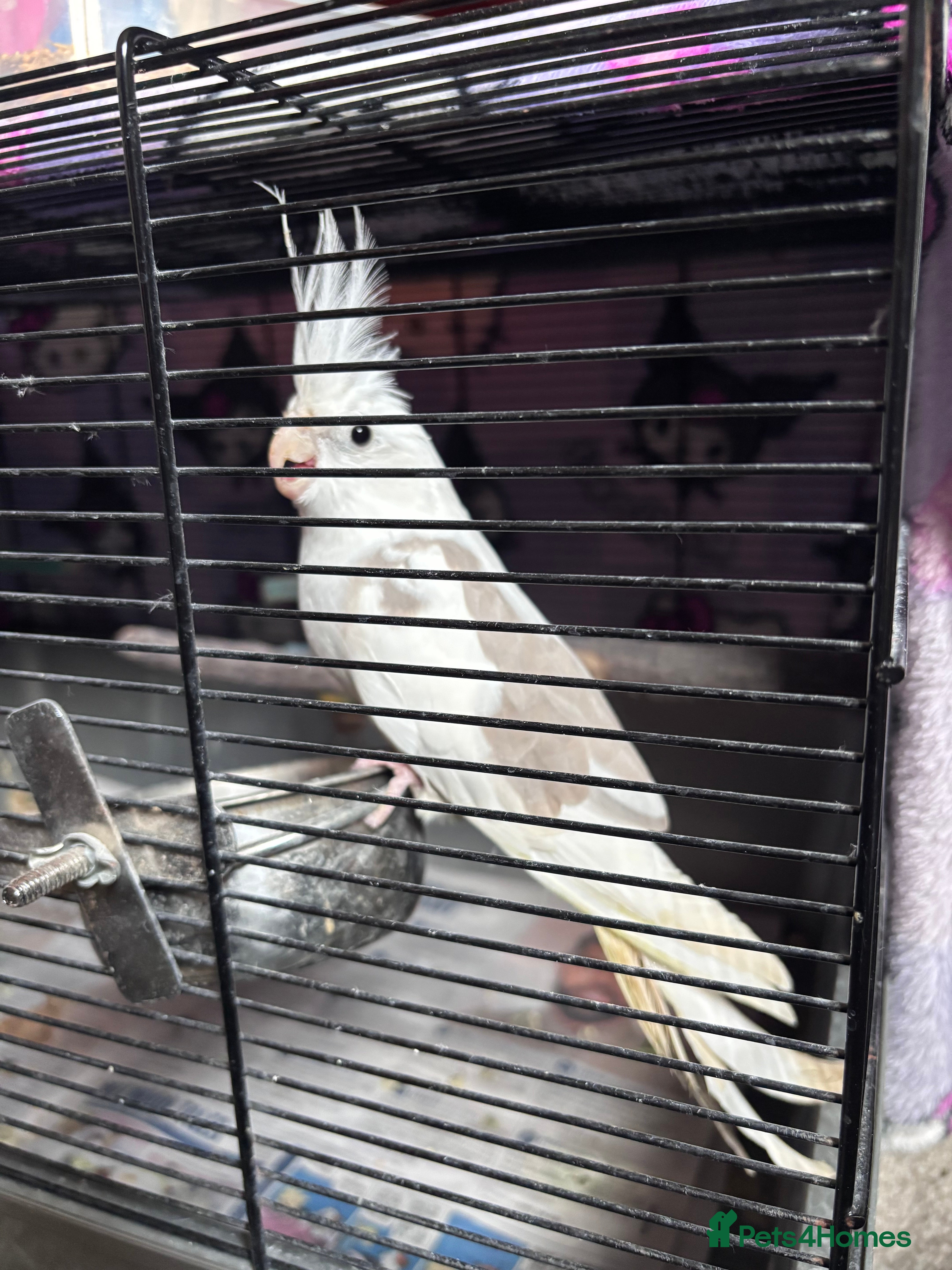 Cockatiels birds Cockatiel for sale in Southampton - Advert 1
