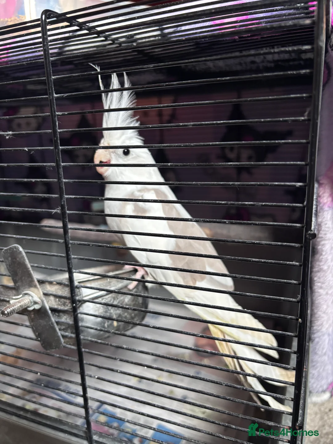 Cockatiels birds for sale: Cockatiel for sale in Southampton - Advert 1