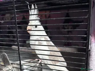 Cockatiels birds Cockatiel for sale in Southampton - Advert 1