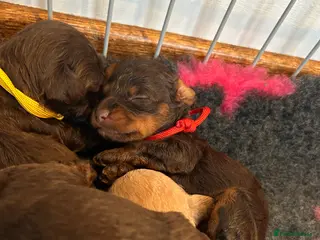 Maltipoo dogs Chocolate & tan Maltipoos (TOY!) - Advert 13