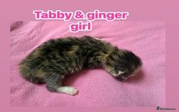 Norwegian Forest Cat cats for sale: Stunning friendly family raised kittens - Image 7
