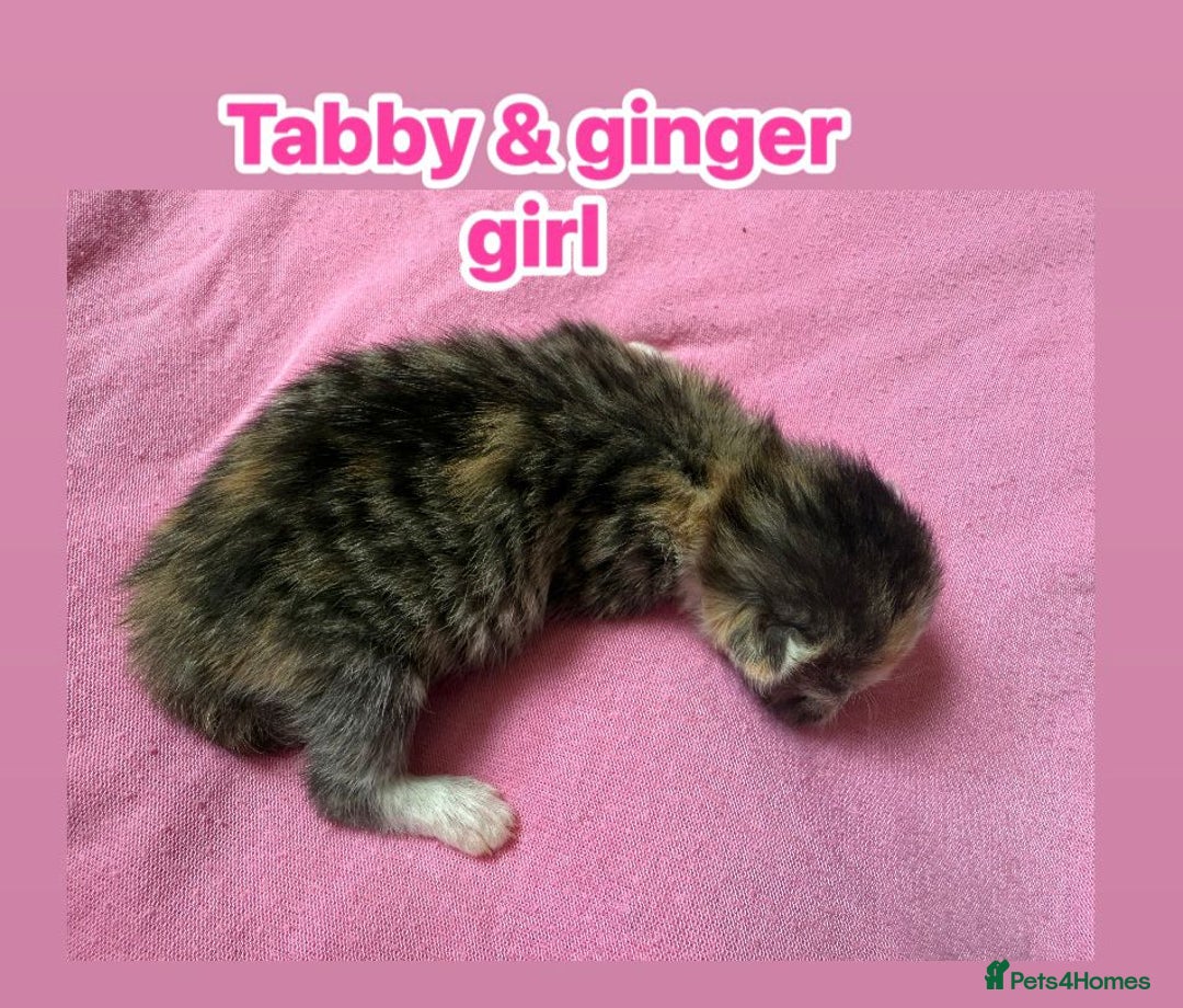 Norwegian Forest Cat cats for sale: Stunning friendly family raised kittens - Image 7