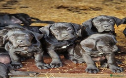 Cane Corso dogs for sale: Exceptional  - Image 5