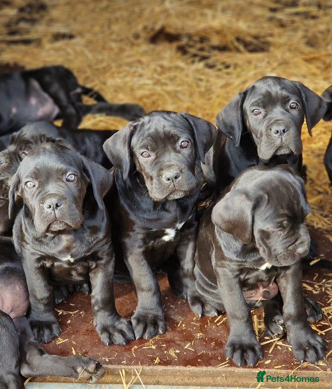 Cane Corso dogs for sale: Exceptional  - Image 5