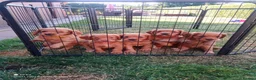 Cocker Spaniel dogs for sale: Working cocker spaniel pup's,sire is ft champion - Advert 5