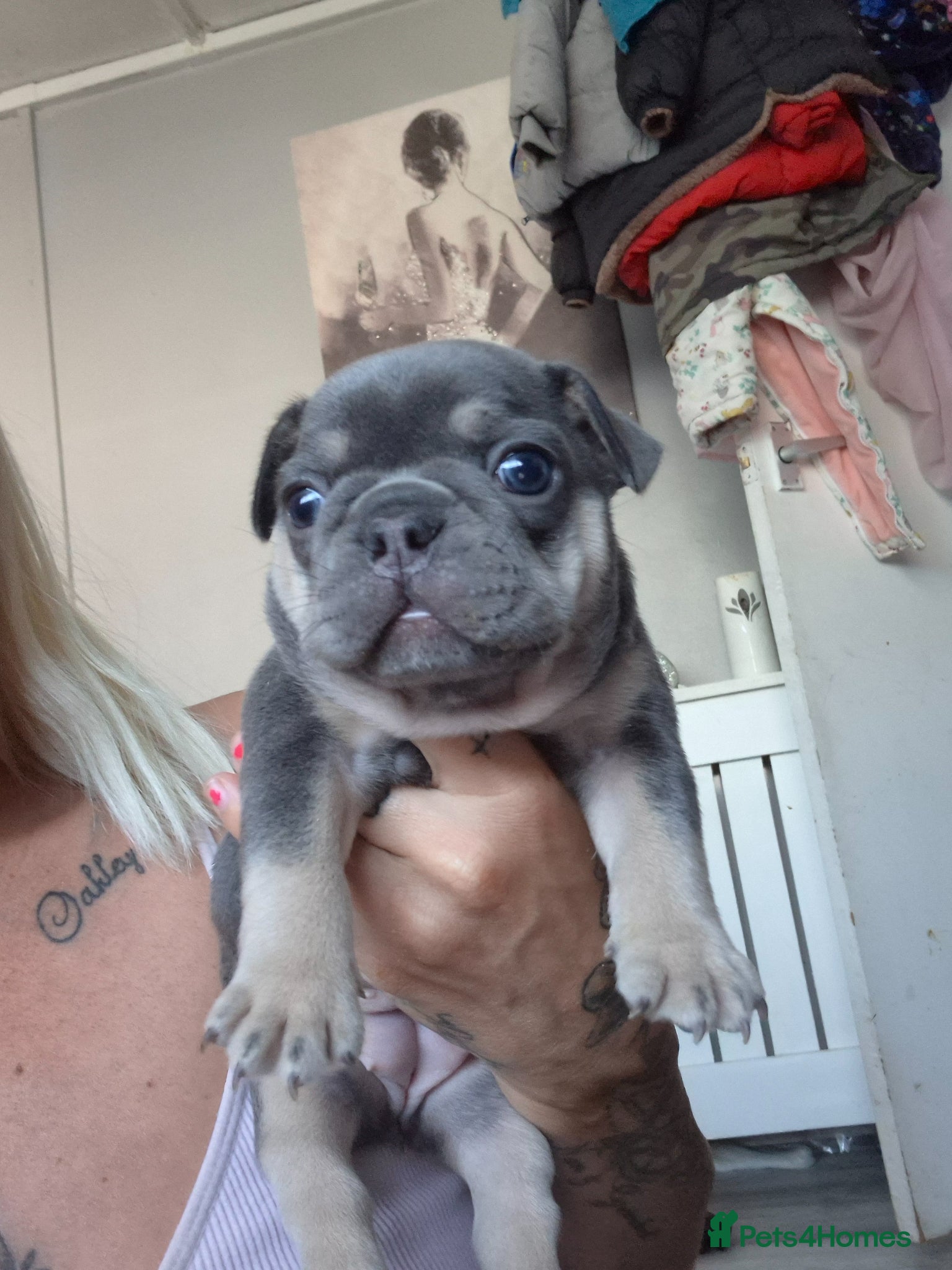 French Bulldog dogs Male and female lilac and tan french bulldog  - Advert 6