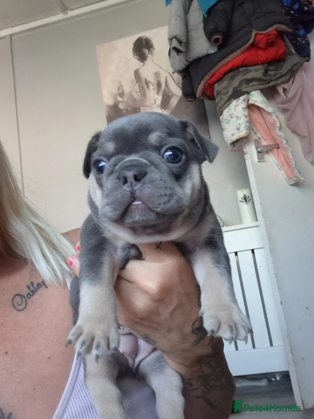 French Bulldog dogs for sale: Male and female lilac and tan french bulldog  - Advert 1