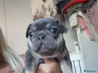 French Bulldog dogs Male and female lilac and tan french bulldog - Advert 6