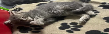 Maine Coon 1