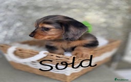 Miniature Dachshund dogs for sale: Miniature Dachshunds Vaccinated and Ready to leave in Harlow - Image 12