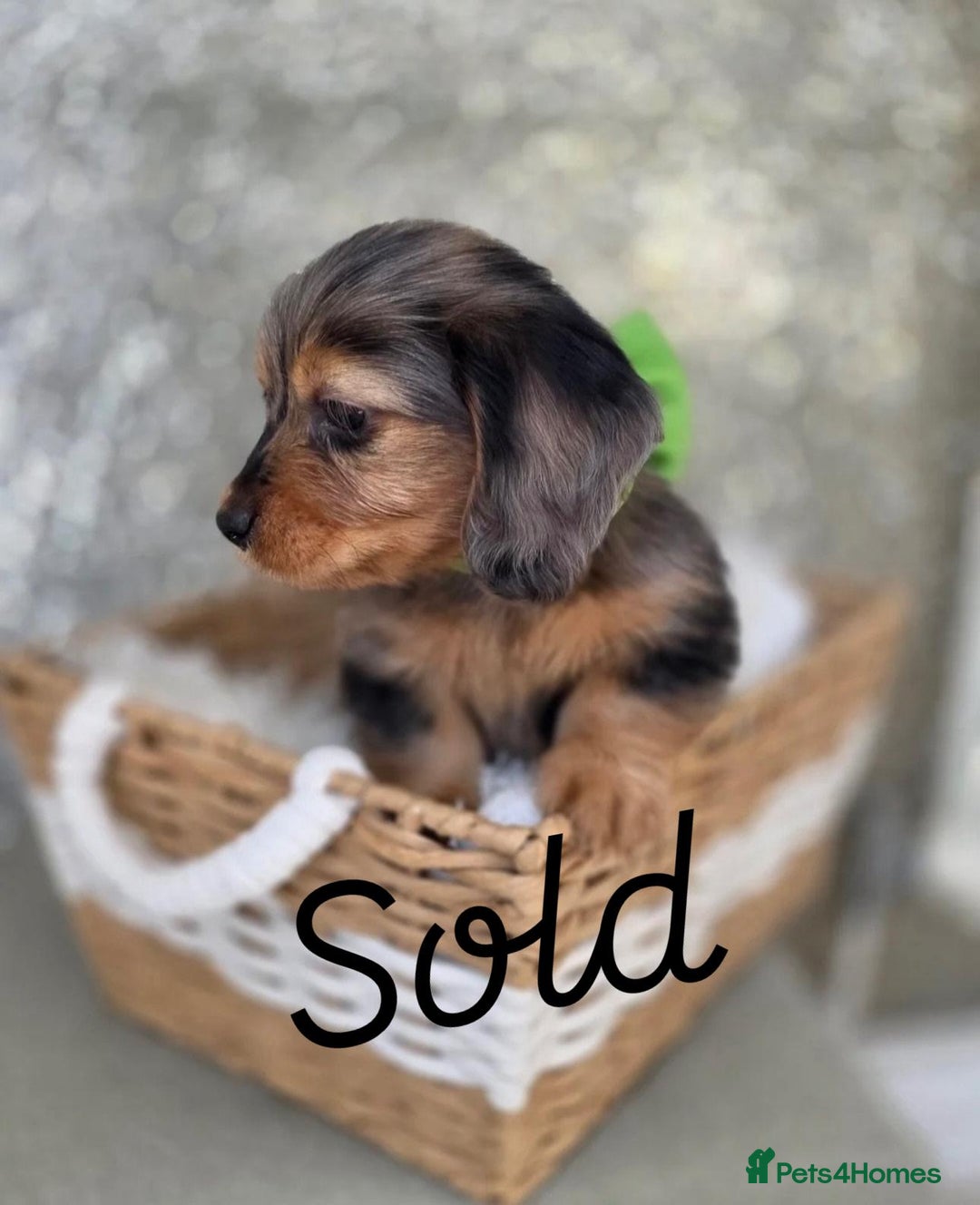Miniature Dachshund dogs for sale: Miniature Dachshunds Vaccinated and Ready to leave in Harlow - Image 12