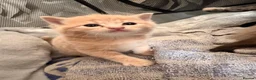 British Shorthair cats for sale: British blue cross Norwegian forest  - Advert 5
