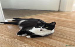 British Longhair cats for sale: Kittens for sale  - Image 9