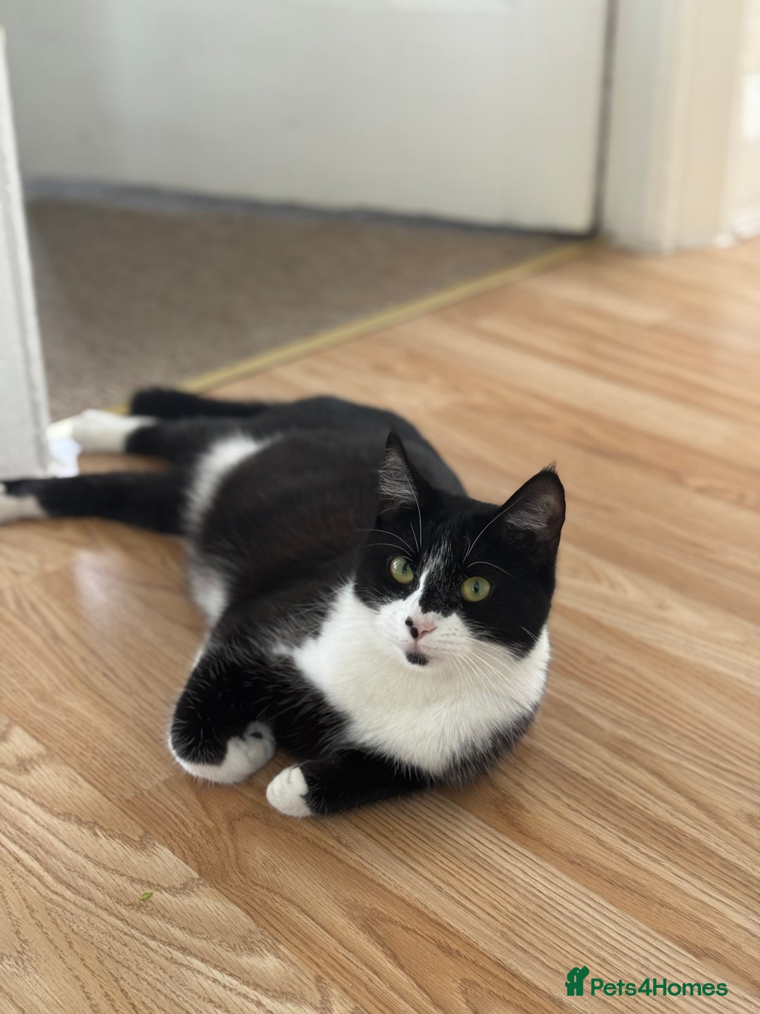 British Longhair cats for sale: Kittens for sale  - Image 9