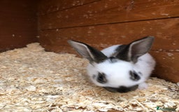 English Spot rabbits for sale: Baby English spot rabbits  in Wickford - Image 16