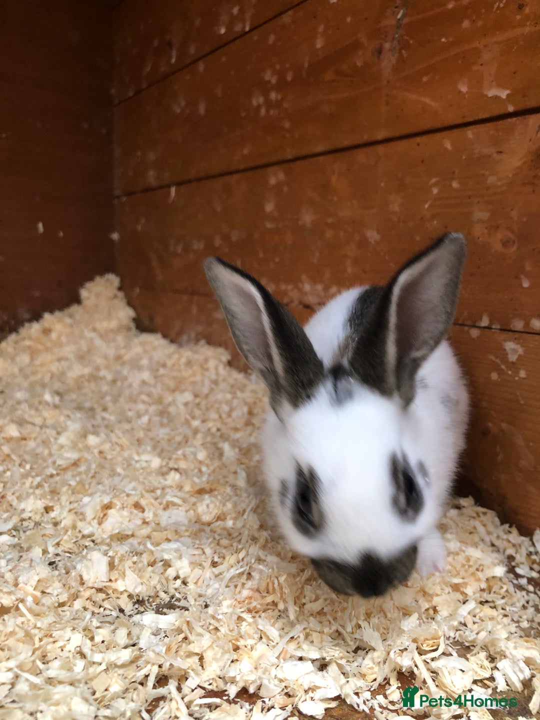 English Spot rabbits for sale: Baby English spot rabbits  in Wickford - Image 16