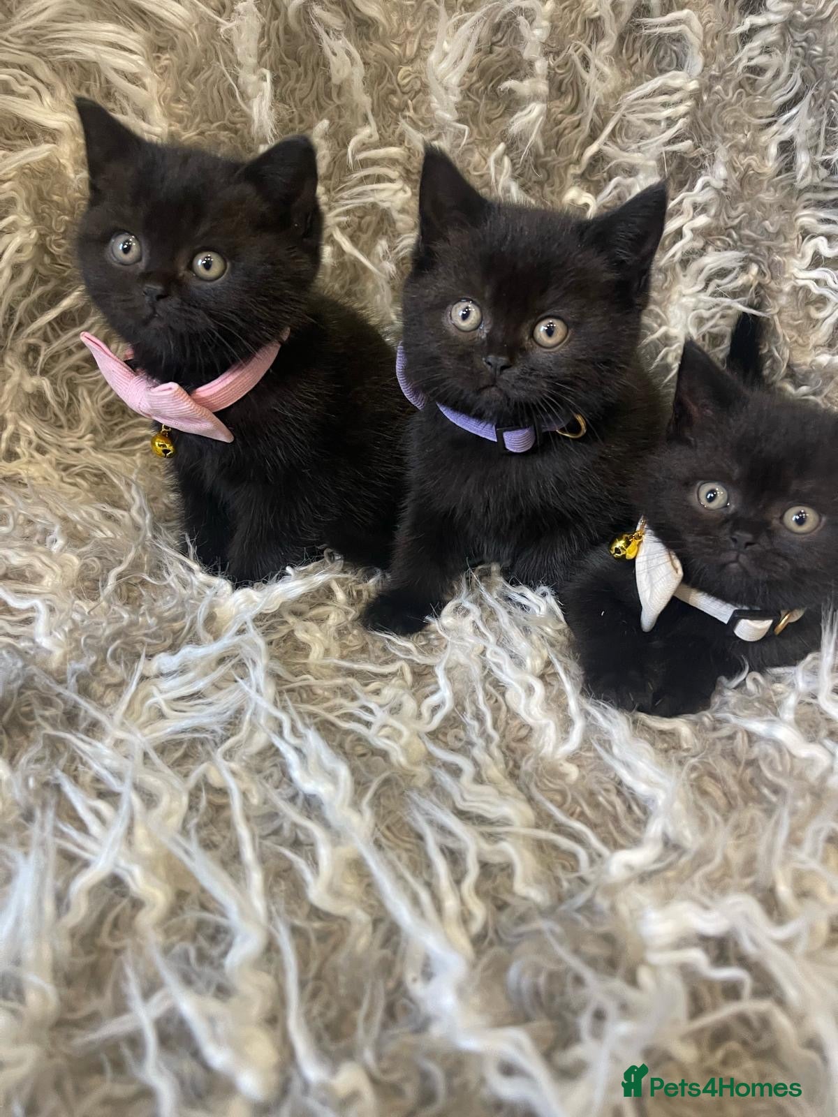 British Shorthair cats 4 BSH Kittens dark chocolate (3 left now) - Advert 4
