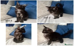 Maine Coon cats for sale: XXL  Ready Now TICA pure bread Maine Coon Kittens  - Image 10