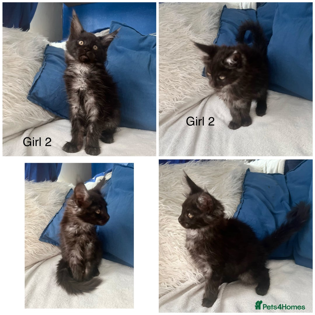 Maine Coon cats for sale: XXL  Ready Now TICA pure bread Maine Coon Kittens  - Image 10