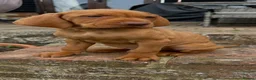 Hungarian Vizsla dogs for sale: Ready this weekend Beautiful litter.  - Advert 2