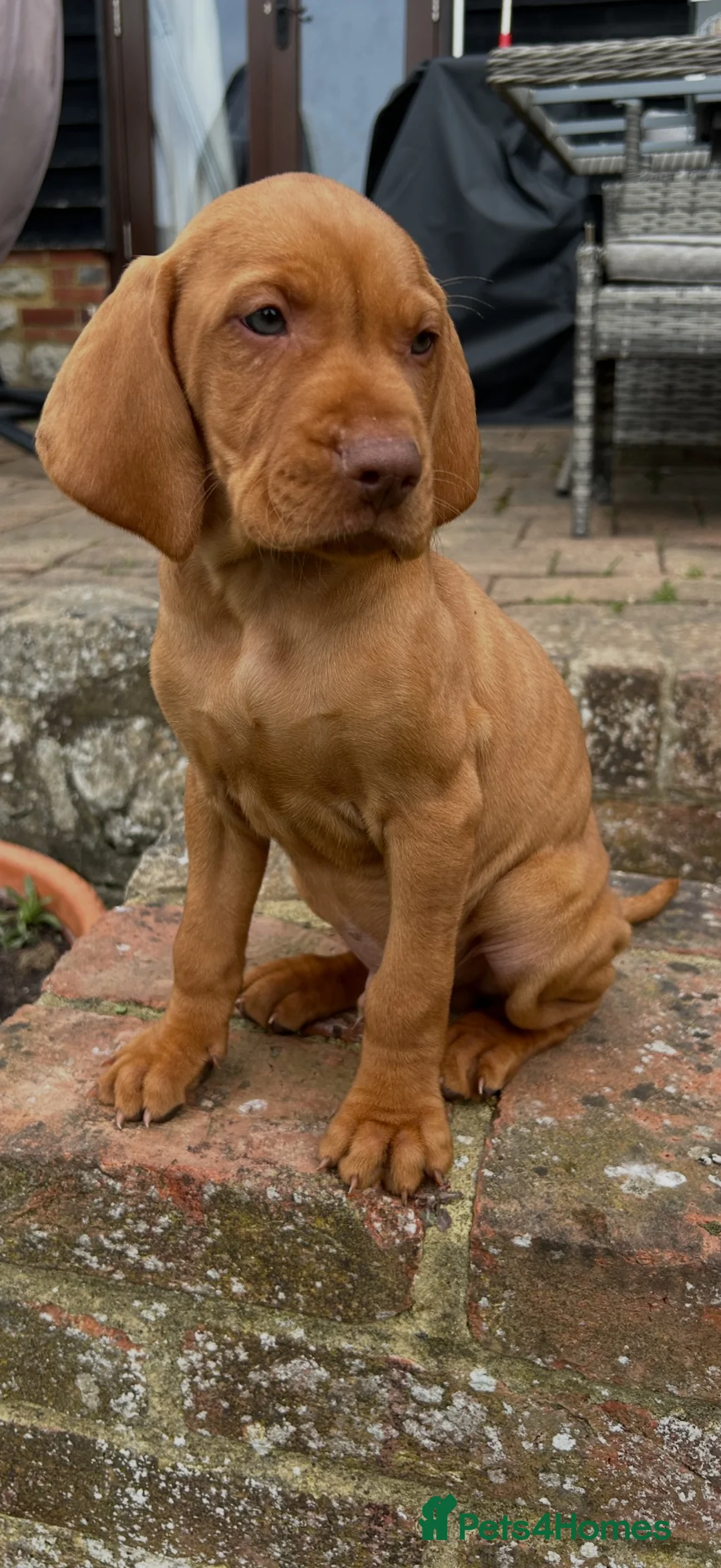 Hungarian Vizsla dogs for sale: Ready this weekend Beautiful litter.  - Advert 2