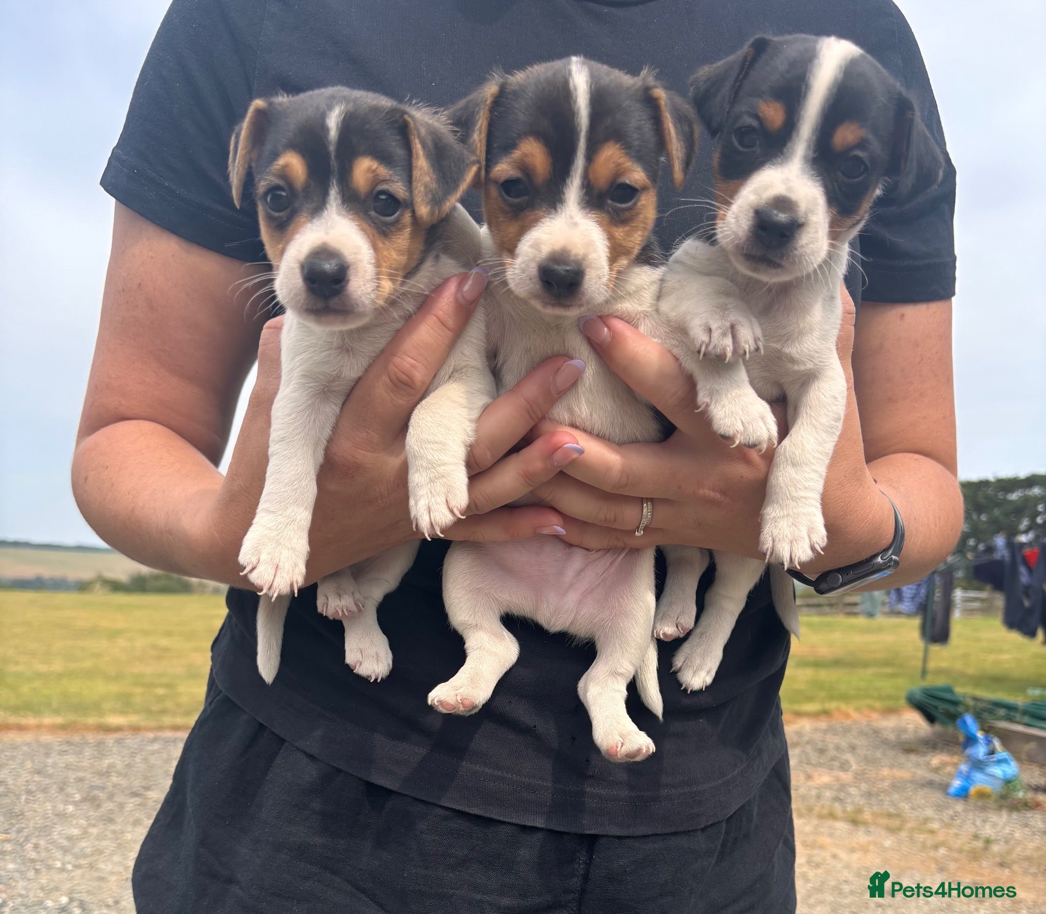 Jack Russell dogs Jack Russell Puppies For Sale - Advert 1