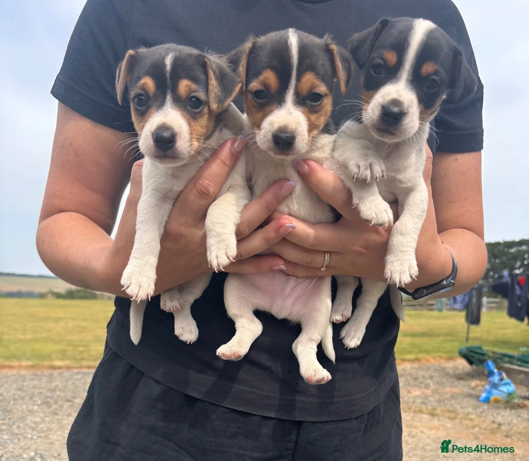 Jack Russell dogs for sale: Jack Russell Puppies For Sale in Launceston - Advert 1