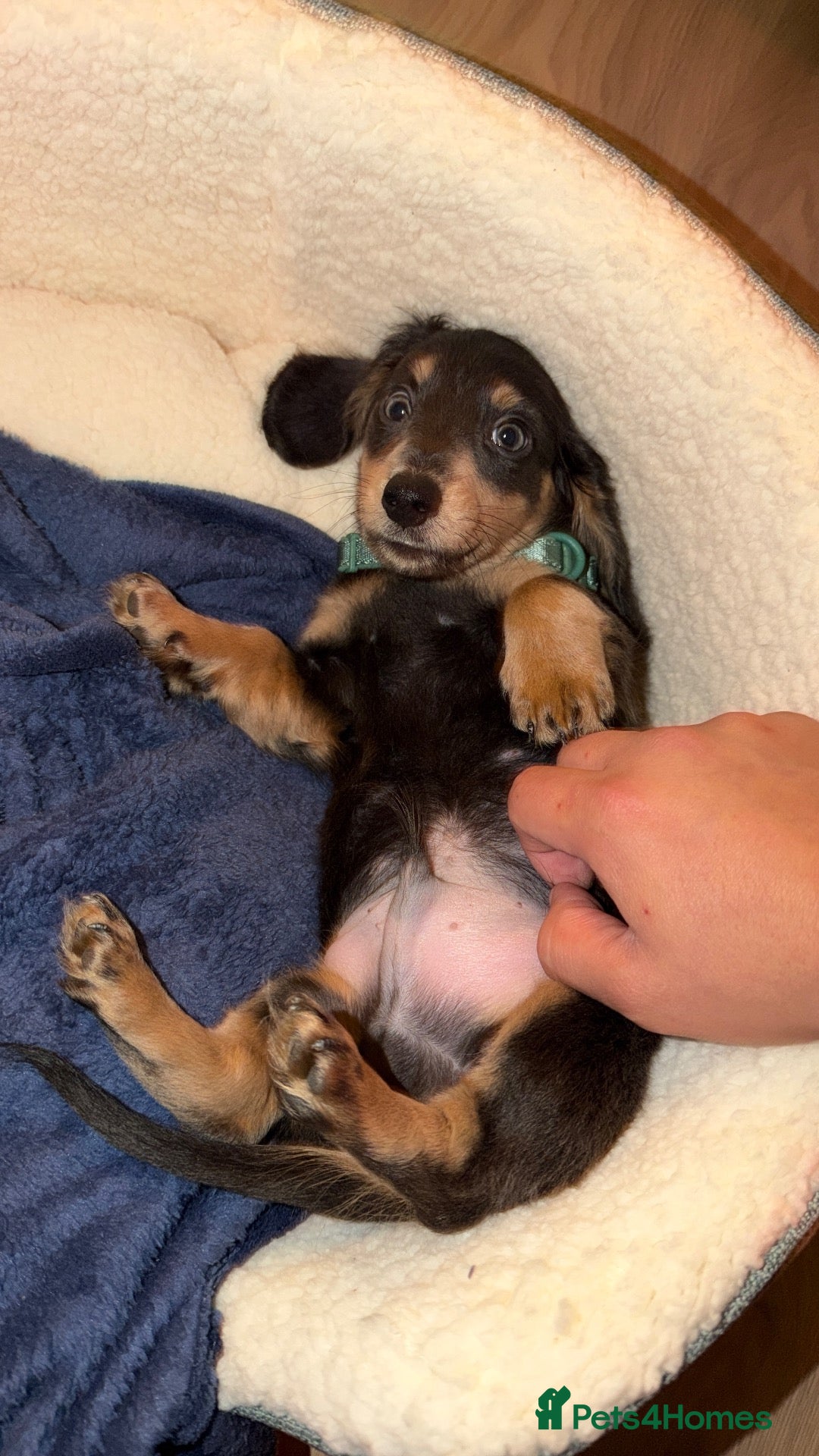 Miniature Dachshund dogs Mini Dachshund - Advert 1