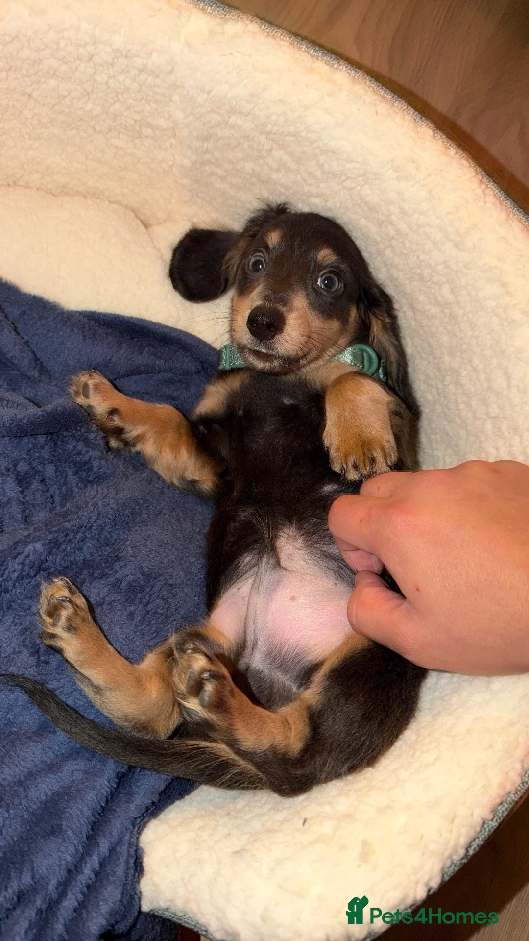Miniature Dachshund dogs for sale: Mini Dachshund - Advert 1