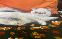 Exotic cats for sale: EXCEPTIONAL GCCF PERSIAN EXOTIC  - Image 17