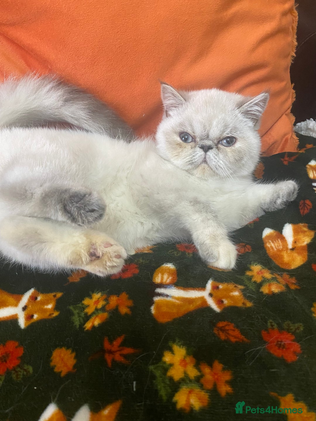 Exotic cats for sale: EXCEPTIONAL GCCF PERSIAN EXOTIC  - Image 17