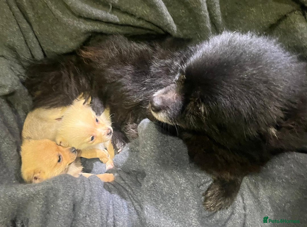 Pomchi dogs for sale: Pomeranian puppy's  - Advert 9