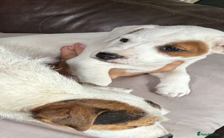 Jack Russell dogs - Advert 1