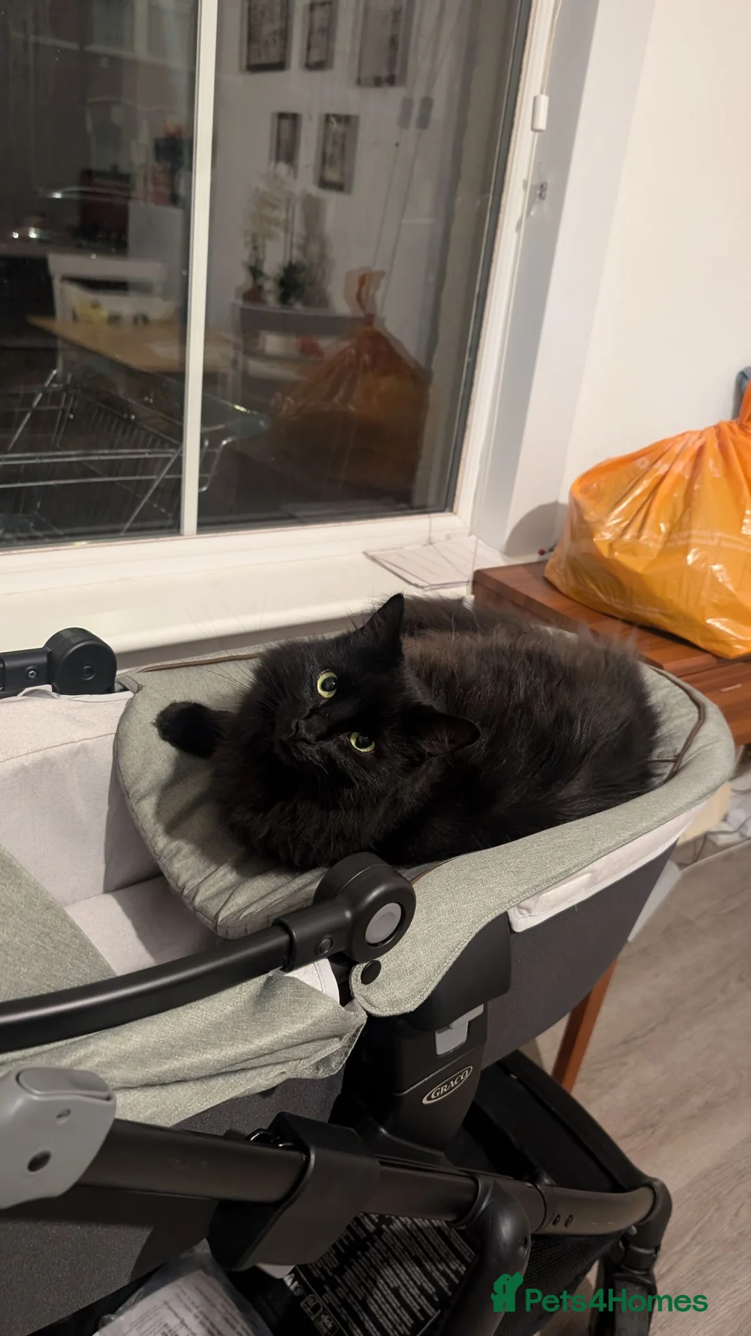 Mixed Breed cats for sale: Isha  - Advert 2