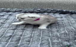 British Shorthair cats for sale: Kitty  - Image 5