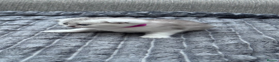 British Shorthair Kitten 4