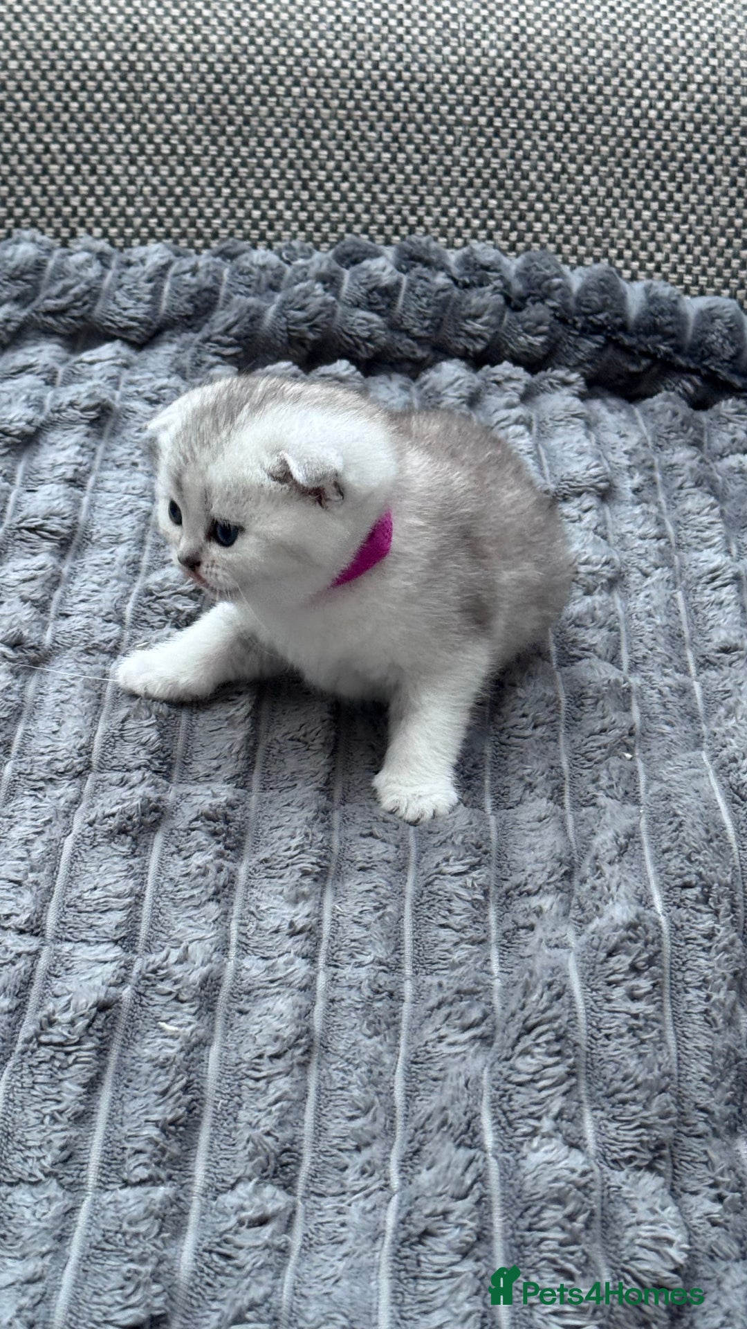 British Shorthair cats for sale: Kitty  - Image 5