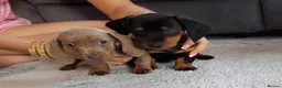 Miniature Dachshund dogs for sale: Miniture Dachshund  - Advert 2
