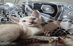 Oriental cats for sale: 2 Oriental boys left ( sold ) - Image 28
