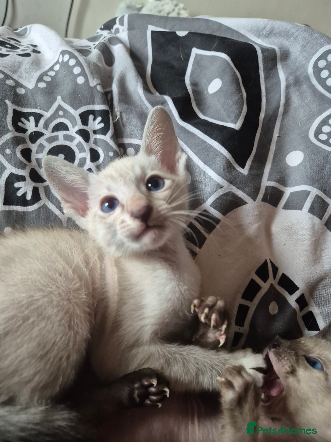 Oriental cats for sale: 2 Oriental boys left ( sold ) - Image 28