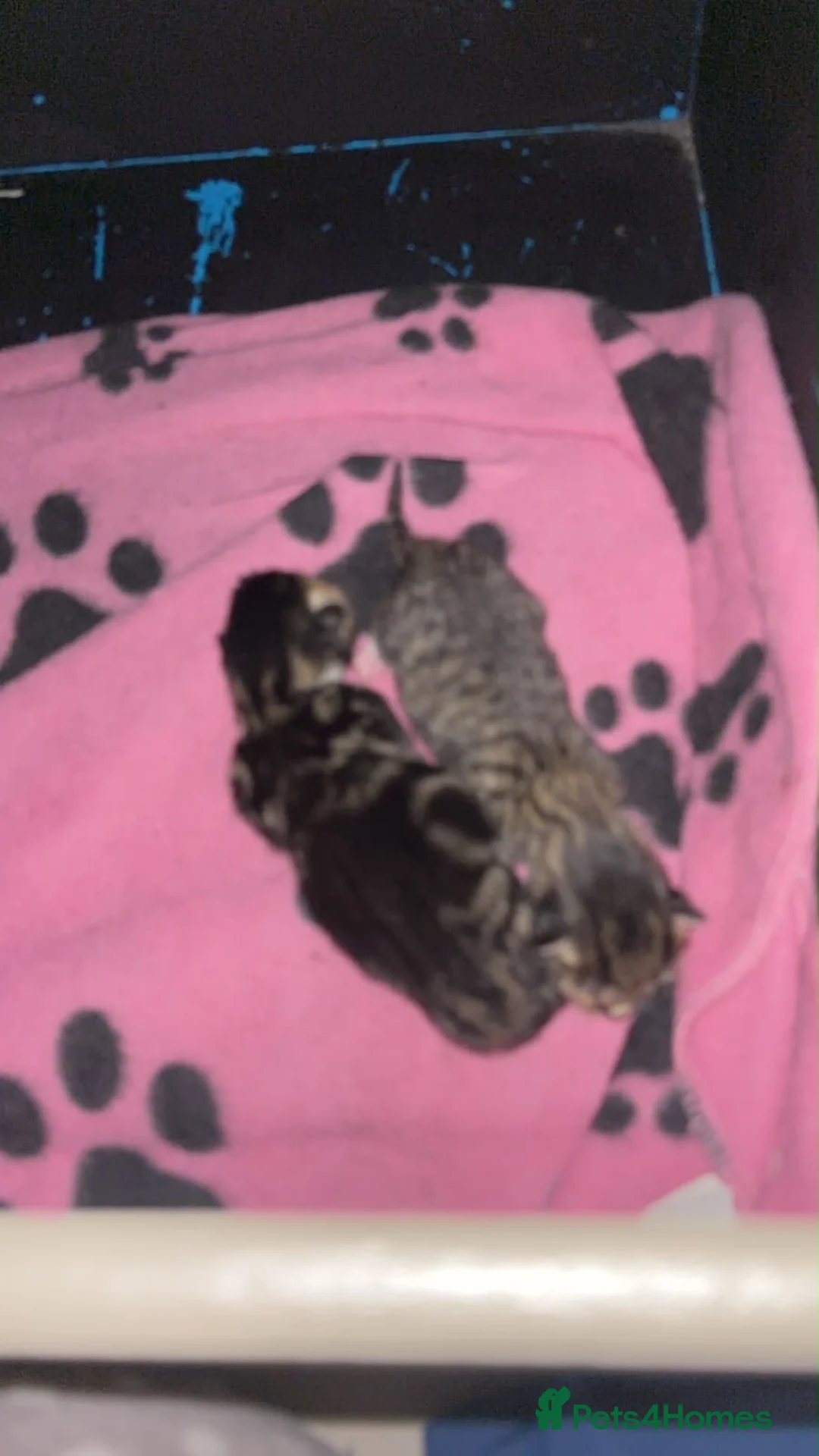 British Shorthair cats for sale: 2 female kittens  - Advert 18