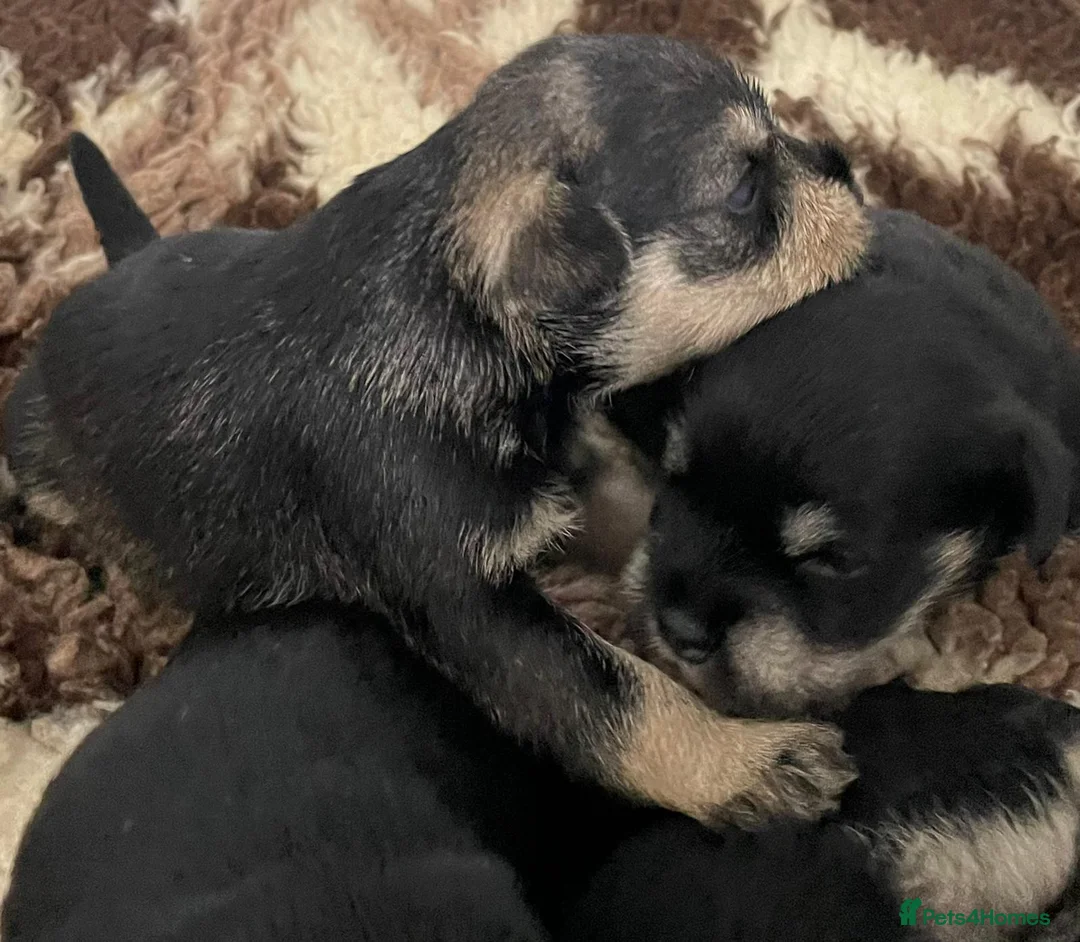 Miniature Schnauzer dogs for stud: Handsome black and silver Miniature Schnauzer  in Cambridge - Advert 22