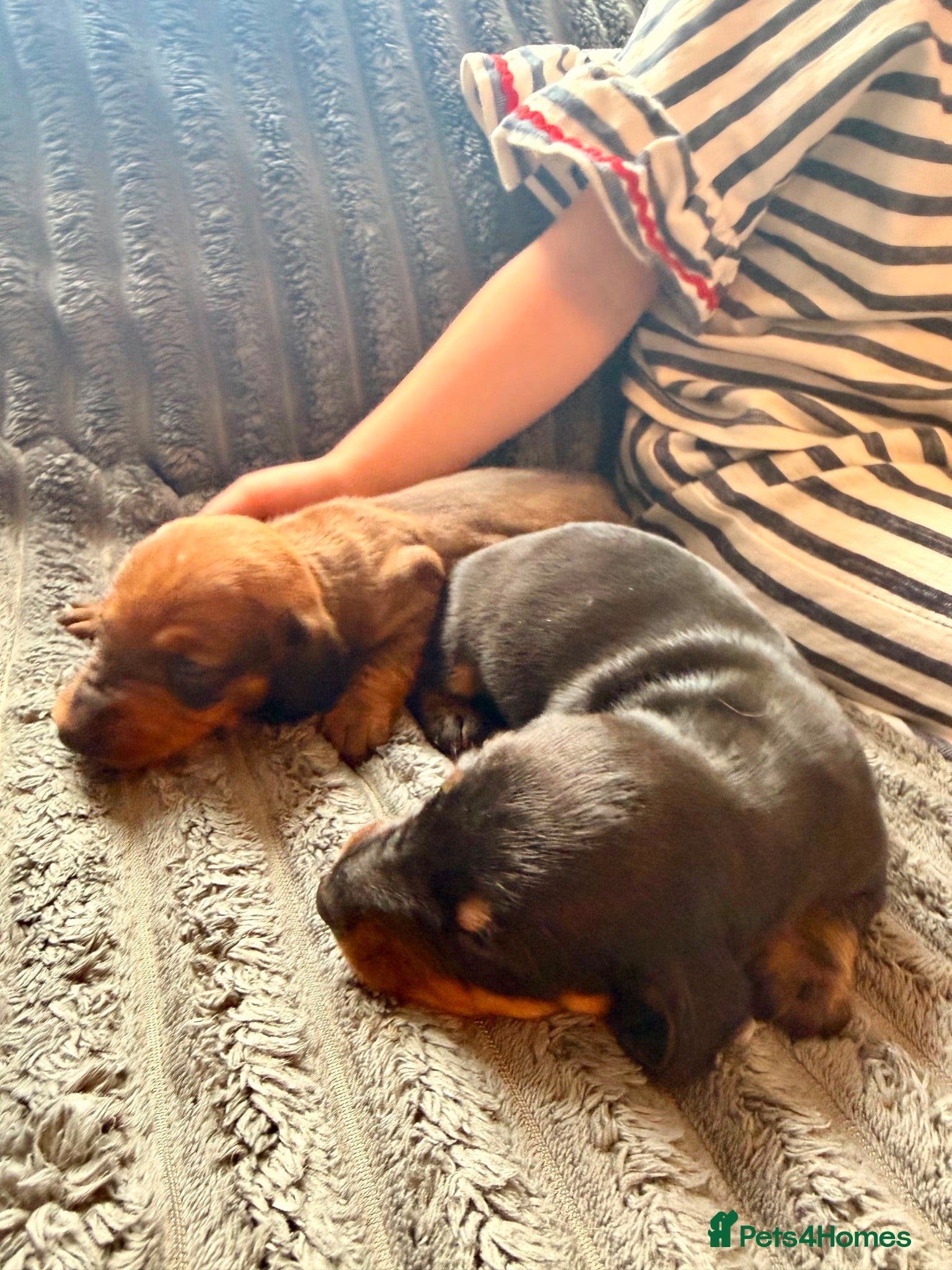 Dachshund dogs QUALITY KC STANDARD SMOOTH DAHSHUNDS  - Advert 1