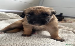 German Shepherd dogs for sale: BEAUTIFUL GERMAN SHEPHERD PUPPIES 😍 - Image 18