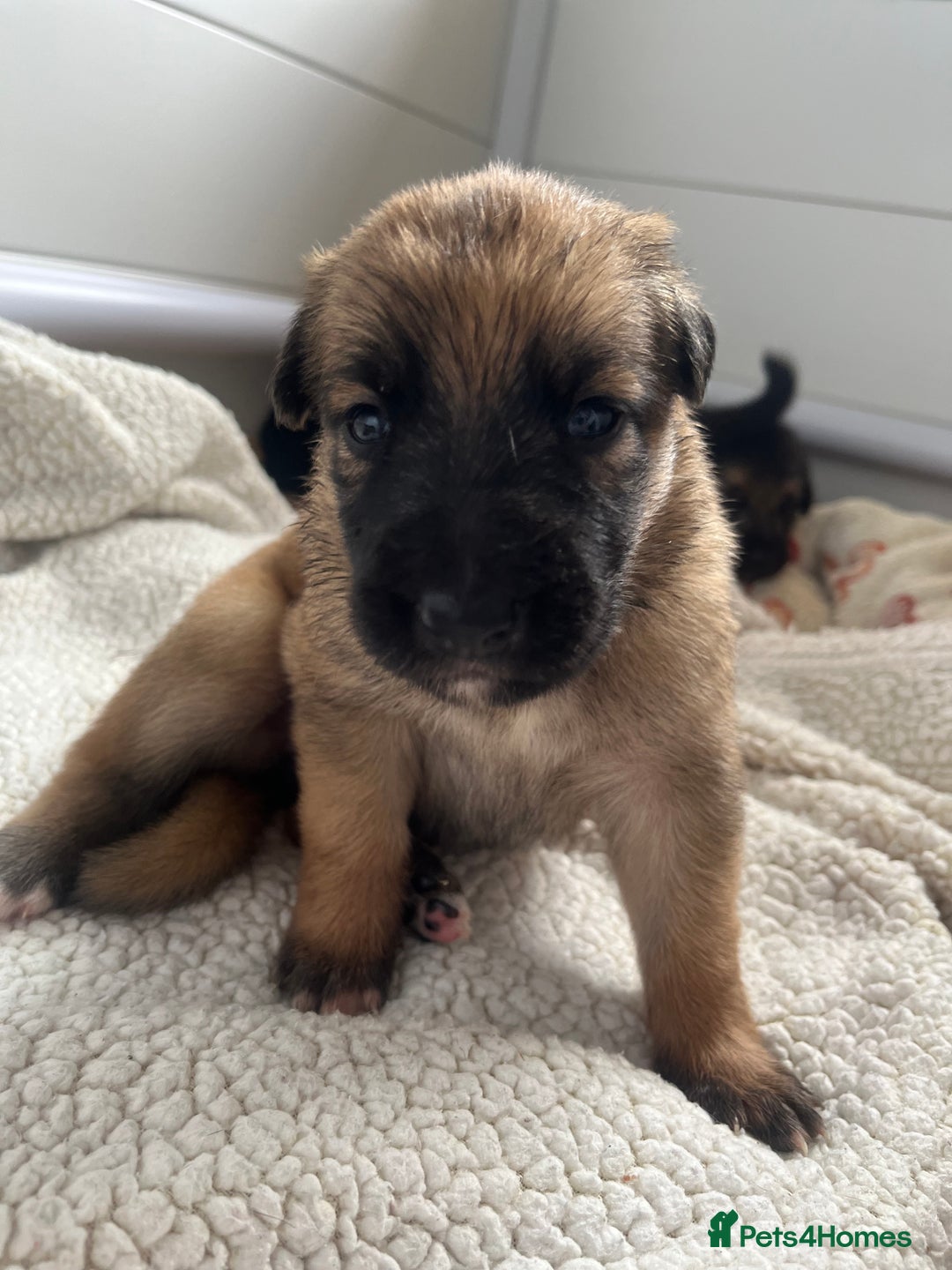 German Shepherd dogs for sale: BEAUTIFUL GERMAN SHEPHERD PUPPIES 😍 - Image 18