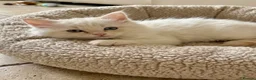 Ragdoll cats for sale: ✨ Beautiful Ragdoll Kittens – Ready Now ✨ - Advert 8