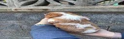 Cavalier King Charles Spaniel dogs for sale: Absolutely beautiful King Charles Cavalier puppies - Advert 16