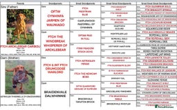 Labrador Retriever dogs for stud: 0/0 Hip & Elbows, Fully Health Tested in Tadcaster - Image 4